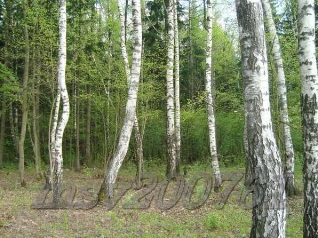 Участок 15 лесной под И.Ж.С. пл.17,45 соток. в Милюково (Первомайское) в городе Апрелевка, фото 7, Продажа земли под индивидуальное строительство