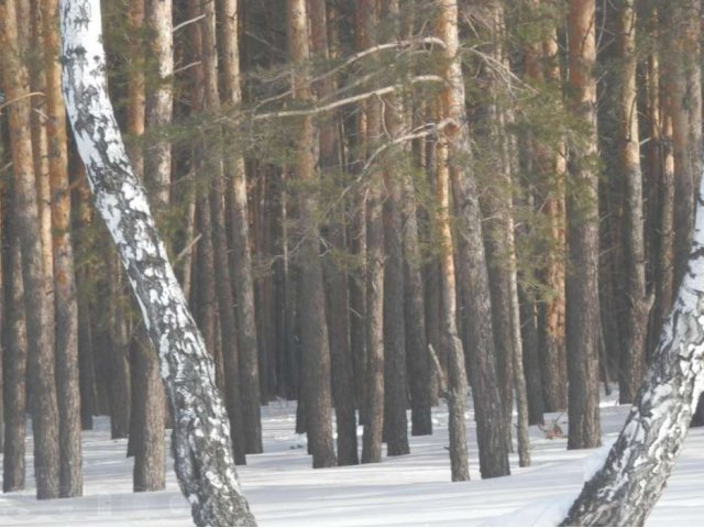 Участок в с. Лесниково в городе Курган, фото 4, Продажа земли под индивидуальное строительство