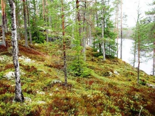 Продается участок в Финляндии. в городе Санкт-Петербург, фото 2, стоимость: 3 654 000 руб.