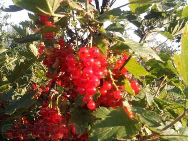 Продаю участок в выходом к воде в Московск. обл. г. Жуковский в городе Жуковский, фото 4, Продажа земли под индивидуальное строительство