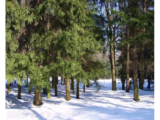 Продаю лесной участок недалеко от новой трассы на Питер в городе Москва, фото 1, стоимость: 1 600 000 руб.