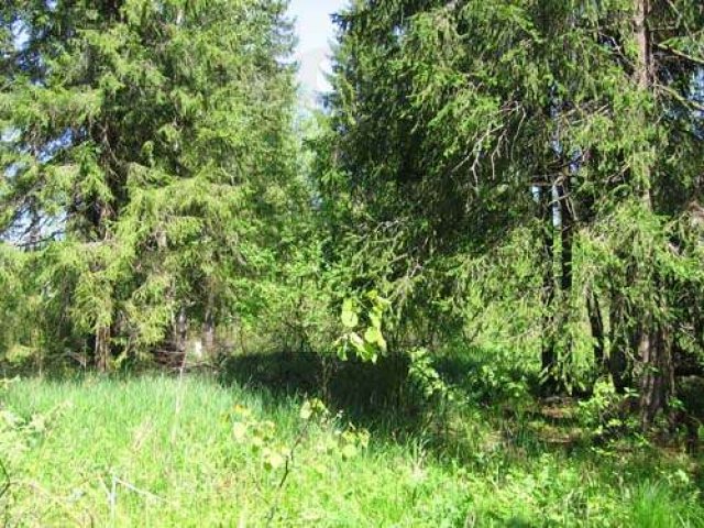 Продаю лесной участок на Истринском водохранилище, вблизи дер. Соколов в городе Клин, фото 4, стоимость: 1 200 000 руб.