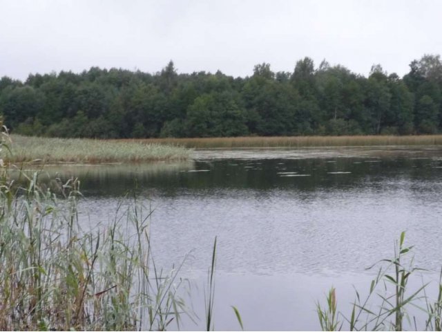 Берег озера в городе Пустошка, фото 1, Псковская область