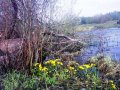 Изумительный участок со своим берегом р. Оредеж в городе Волосово, фото 1, Ленинградская область