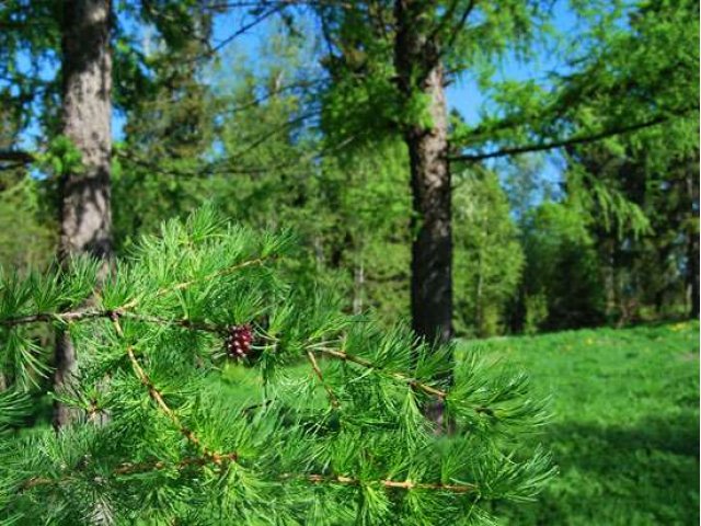 Земля 36 сот. в сосновом бору  для строительства коттеджа в городе Курган, фото 6, Продажа земли под индивидуальное строительство