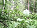 Кратово. ИЖС. ПМЖ. в городе Жуковский, фото 5, стоимость: 4 500 000 руб.