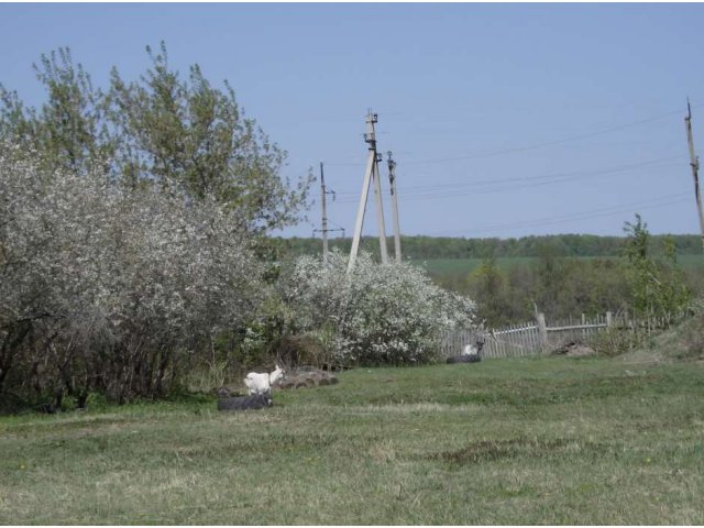 Земельный участок в самарской луке с. Осиновка, Волга, лес рядом. в городе Жигулевск, фото 1, Продажа земли под индивидуальное строительство