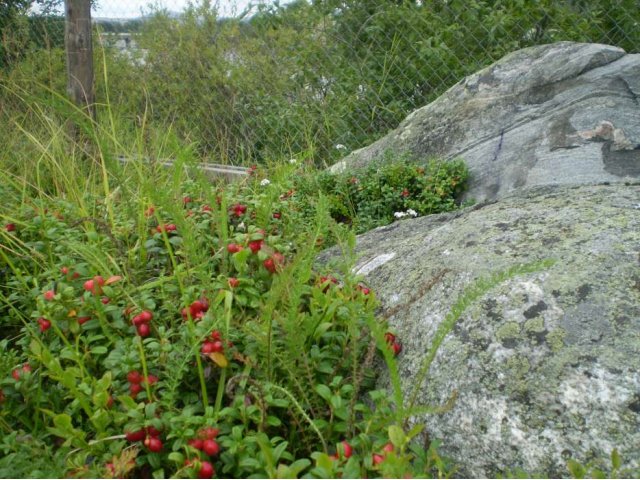 земельный участок 15 сот. с домом в городе Кандалакша, фото 3, Мурманская область