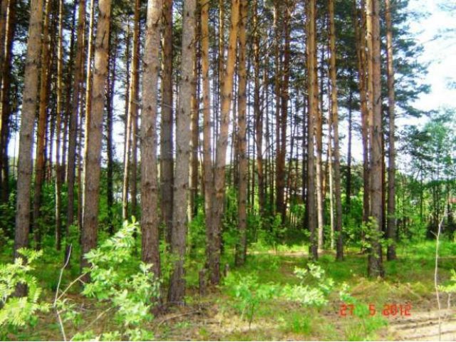 Земельный участок с соснами, ул. Ильинская, г. Сысерть в городе Сысерть, фото 2, стоимость: 650 000 руб.