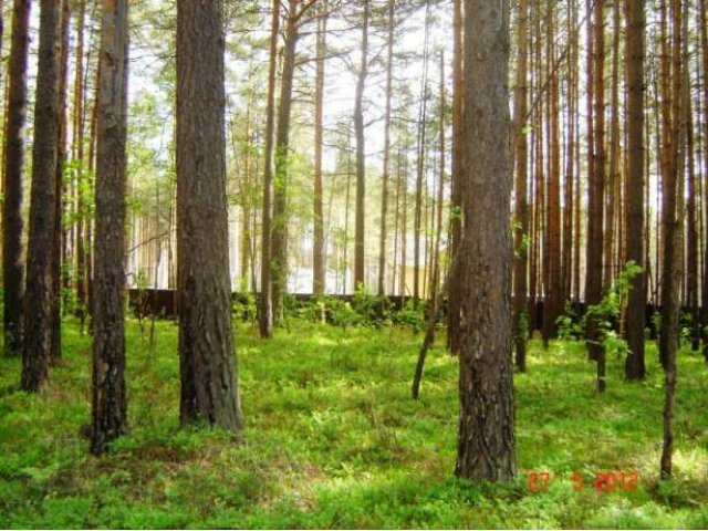 Сысерть, земельный участок с соснами, 20 соток в городе Сысерть, фото 2, Продажа земли под индивидуальное строительство