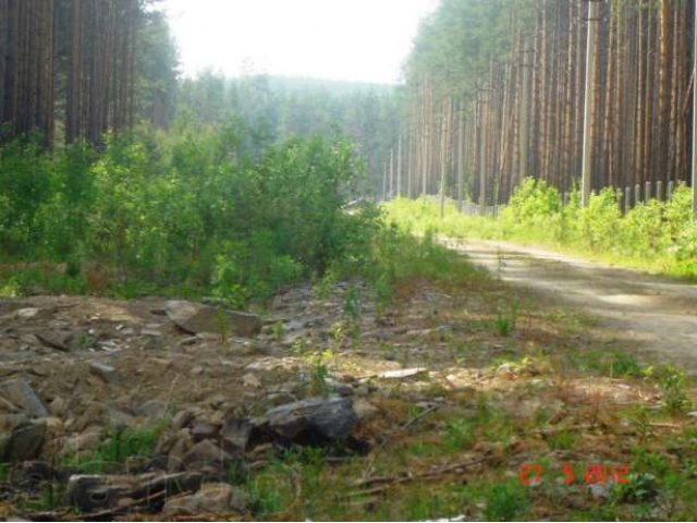 Сысерть, земельный участок с соснами, 20 соток в городе Сысерть, фото 3, Свердловская область