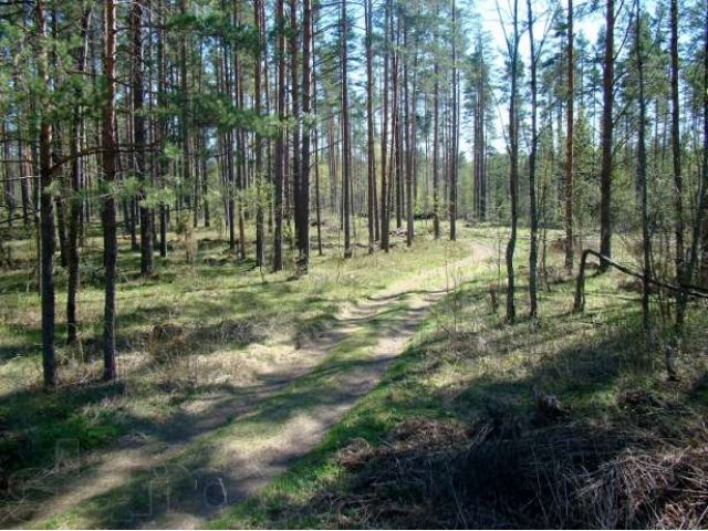 Земельный участок ИЖС 20сот. у озера Петровское в городе Санкт-Петербург, фото 2, Ленинградская область