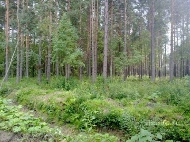 Продаю участок или два в Днп Памир в городе Санкт-Петербург, фото 1, стоимость: 2 250 000 руб.