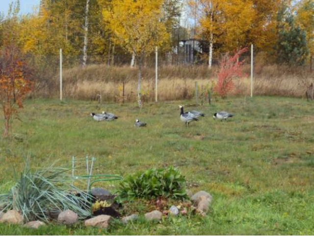 Участок в элитной деревне на р. Луга в городе Санкт-Петербург, фото 2, Ленинградская область