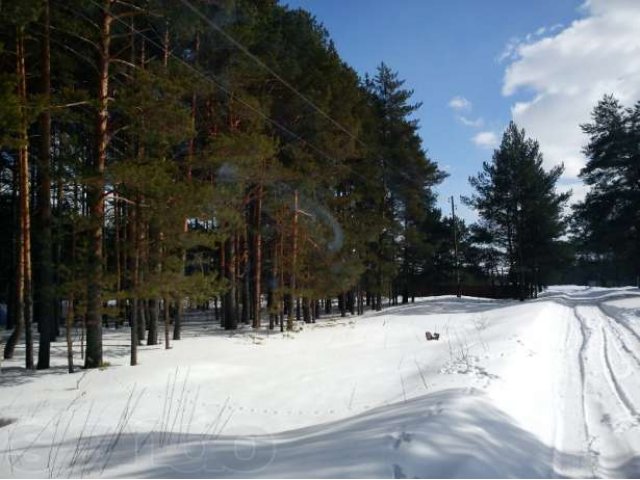 2 смежных участка в пос.Купанское, в сосновом бору в городе Переславль-Залесский, фото 1, Ярославская область