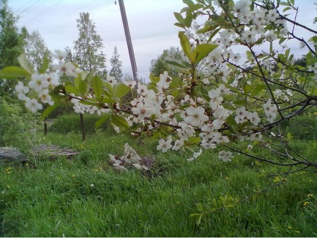 Продам участок в п.Ульяновка в городе Тосно, фото 1, стоимость: 1 600 руб.