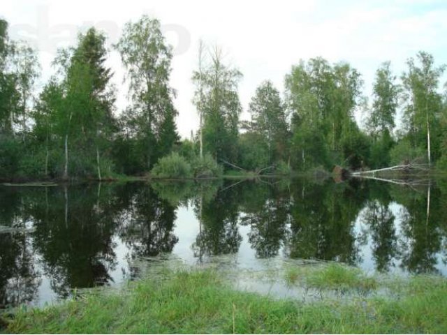 Участок с летним домом у леса, рядом с прудом и Белым озером. Г. Шат в городе Шатура, фото 4, Продажа земли под сад и огород