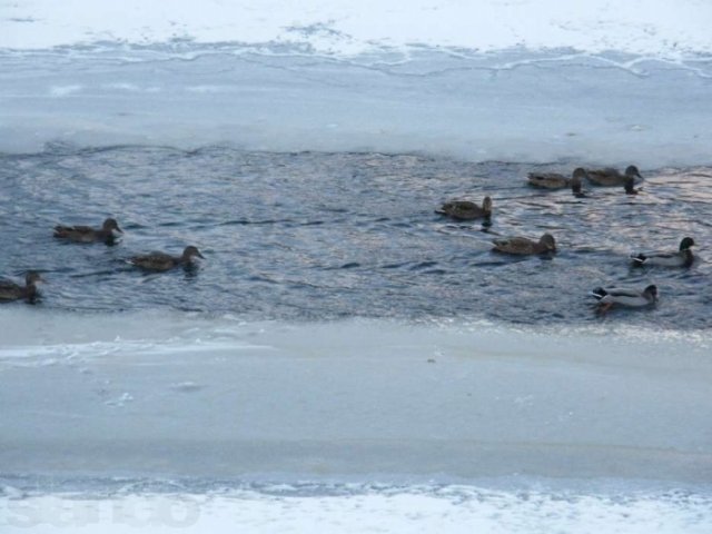 Участок земли в городе Осташков, фото 1, Продажа земли под сад и огород