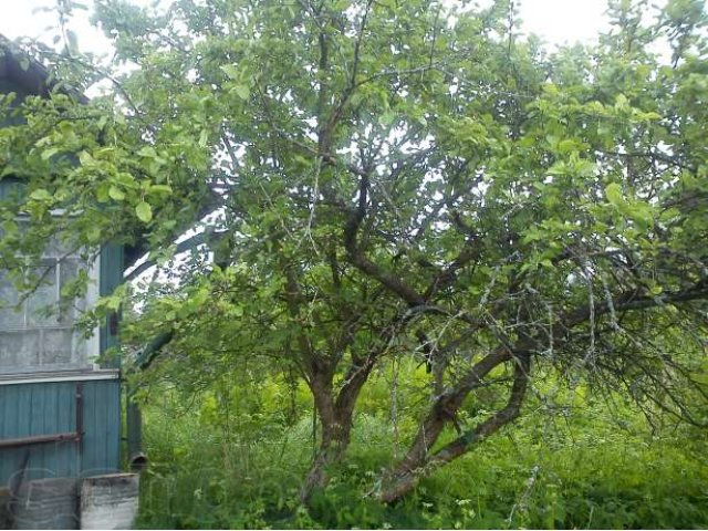 Участок с домом в Кировском районе.Срочно! в городе Кировск, фото 2, стоимость: 650 000 руб.