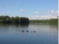 дачный участок в сосновом лесу в городе Павловский Посад, фото 1, Московская область