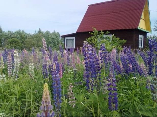 Дачный участок в городе Кингисепп, фото 1, Продажа земли под сад и огород