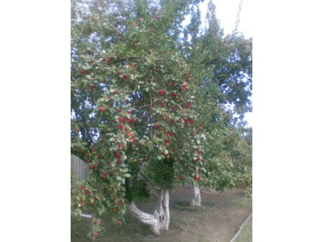 Продаётся дачный участок в городе Курган, фото 5, Курганская область