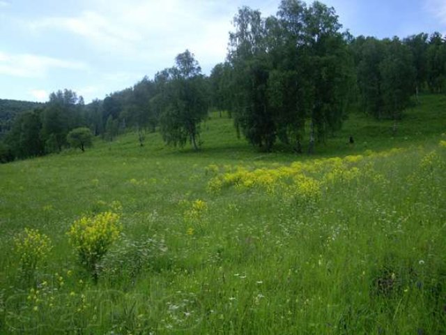 Продам земельный участок 4,4 га недорого на Алтае в городе Горно-Алтайск, фото 1, стоимость: 560 000 руб.