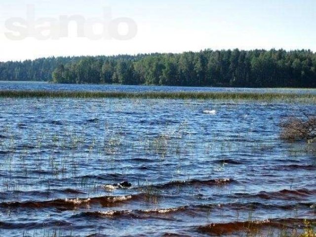 Кондопожский район Карелии‎ участок 1,16ГА. Первая линия оз Пялозеро в городе Петрозаводск, фото 2, Продажа земли сельхоз назначения