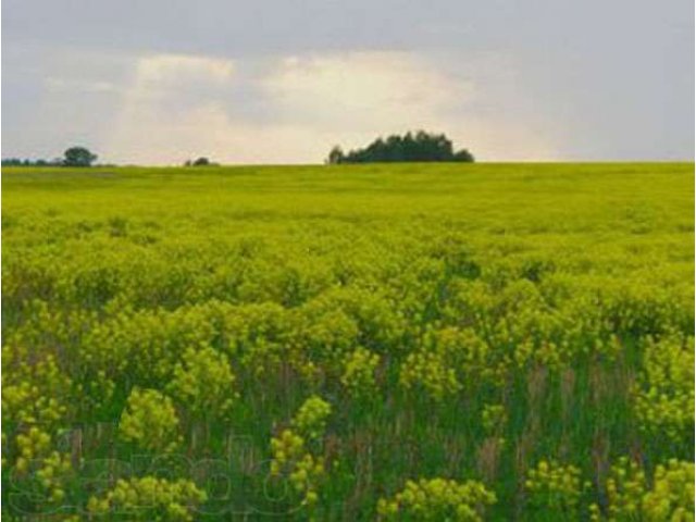 Предлагается к продаже 141,7 га С/Х Кировском р-не ЛО в городе Всеволожск, фото 1, стоимость: 55 000 000 руб.