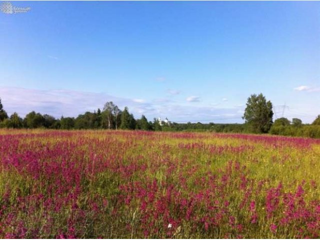 Продам участок с/х назначения в городе Лихославль, фото 3, Продажа земли сельхоз назначения