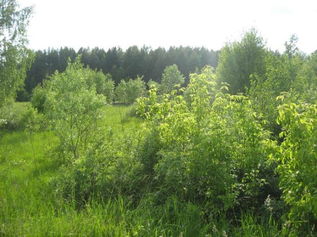 Продаю 73 Га земель с/х. назначения в Рязанской области в городе Шацк, фото 1, Продажа земли сельхоз назначения