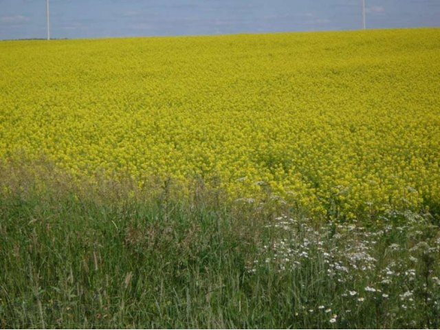 Участок 12 га в дер. Макарово Подольского района в городе Подольск, фото 1, Московская область